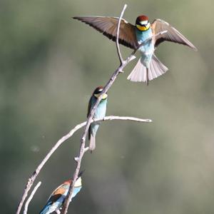 European Bee-eater