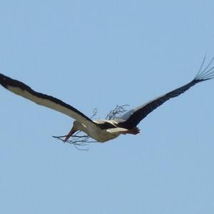 White Stork