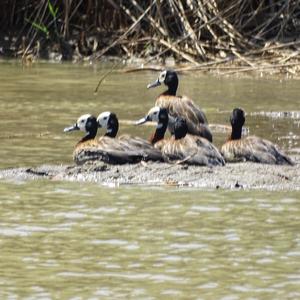 Nilgans