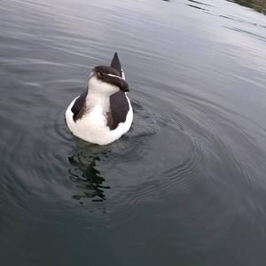 Razorbill