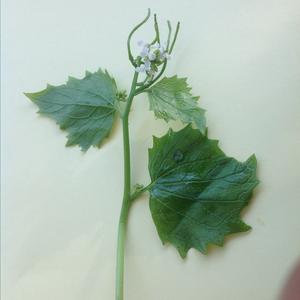 Garlic Mustard