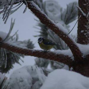 Blue Tit