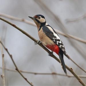 Great Spotted Woodpecker