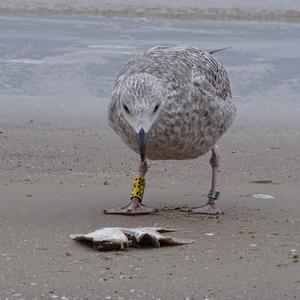 Herring Gull