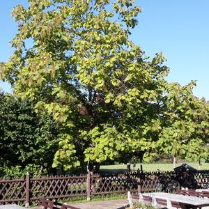 Catalpa (Southern)