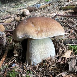 King Bolete