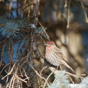 Eurasian Linnet