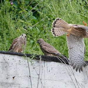 Common Kestrel