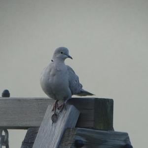 Eurasian Collared-dove