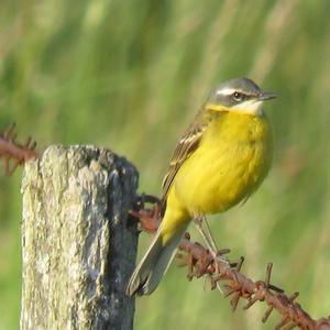 Yellow Wagtail