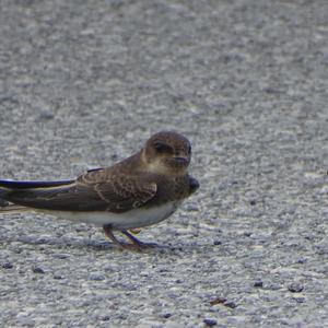 Sand Martin