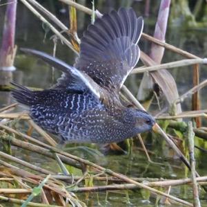 Spotted Crake