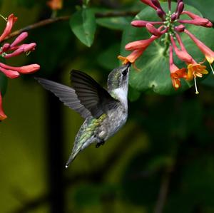 Ruby-throated Hummingbird