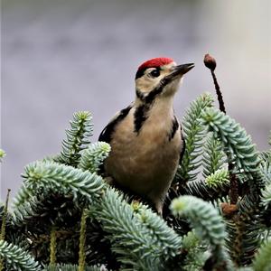 Great Spotted Woodpecker