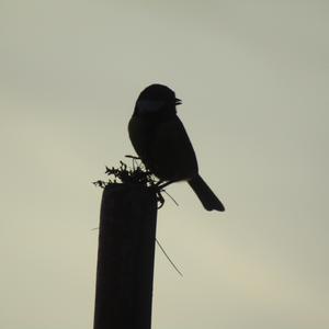 Great Tit