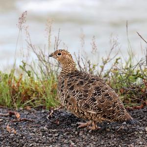 Hazel Grouse