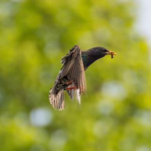 Common Starling