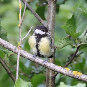 Great Tit