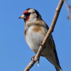 European Goldfinch