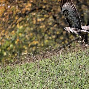 Mäusebussard