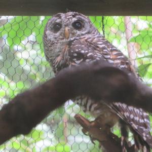 Tawny Owl