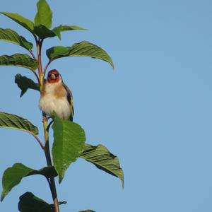 European Goldfinch