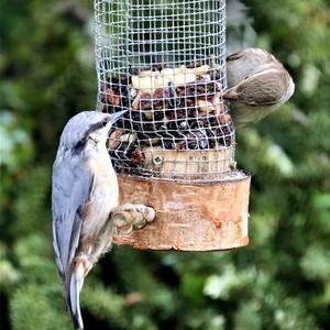 Wood Nuthatch