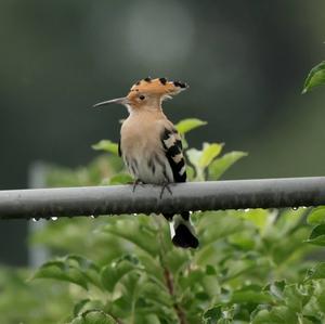 Eurasian Hoopoe