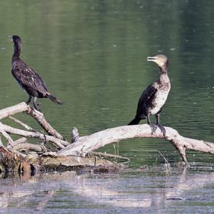 Great Cormorant