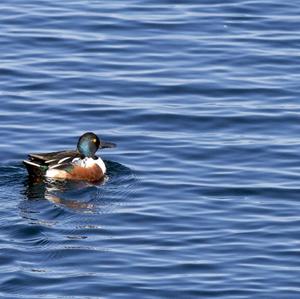 Northern Shoveler