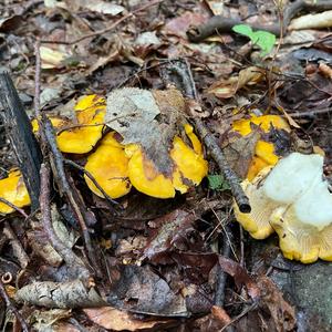 Chanterelle, Common