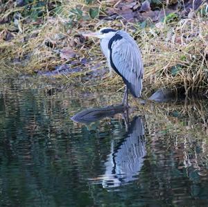 Grey Heron