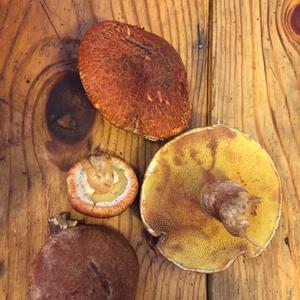 Western Painted Suillus