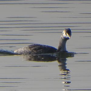 Great Crested Grebe