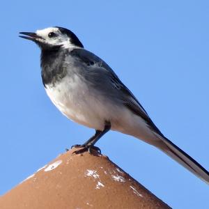 White Wagtail