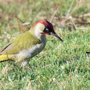 Eurasian Green Woodpecker