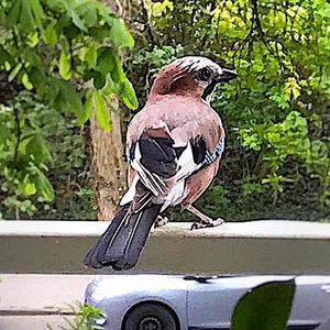 Eurasian Jay