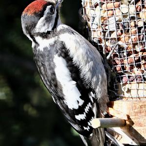 Great Spotted Woodpecker