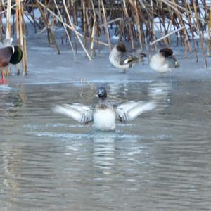 Tufted Duck