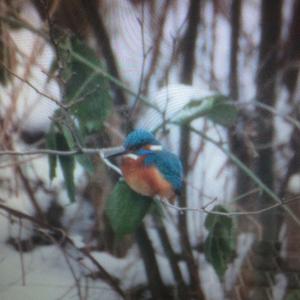 Common Kingfisher