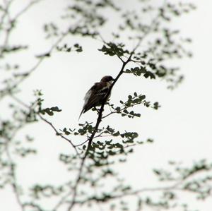 White-browed Sparrow-weaver