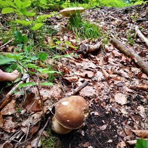 Summer Bolete