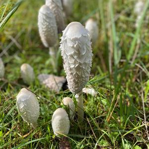 Shaggy Mane