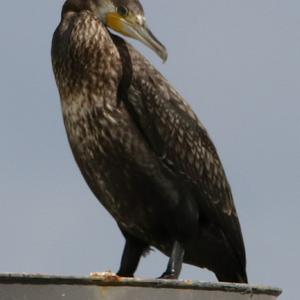 Great Cormorant