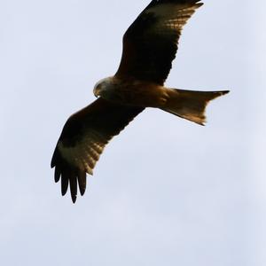 Red Kite