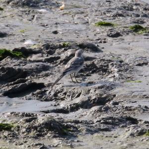 White Wagtail