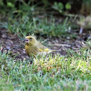 European Greenfinch