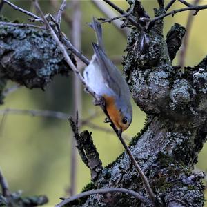 European Robin