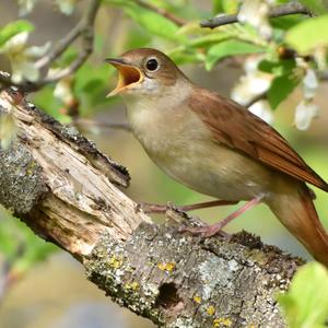 Common Nightingale