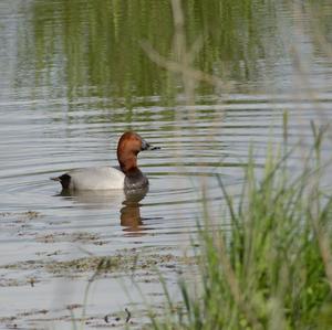 Common Pochard